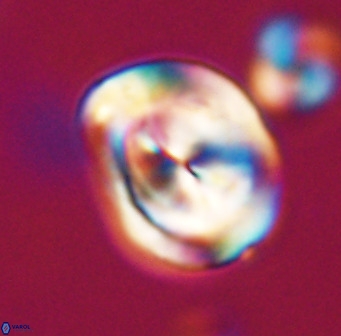 Bicolumnus scrippsae VR 33542