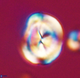 Bicolumnus scrippsae VR 33543