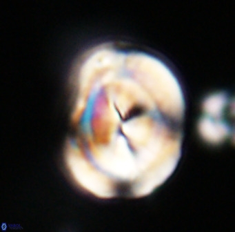 Bicolumnus scrippsae VR 33544