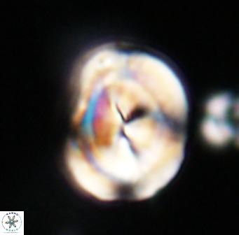 Bicolumnus scrippsae VR 33544