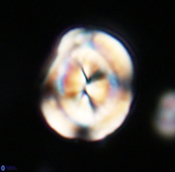 Bicolumnus scrippsae VR 33545