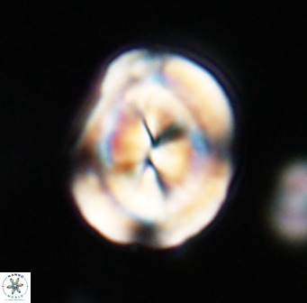 Bicolumnus scrippsae VR 33545