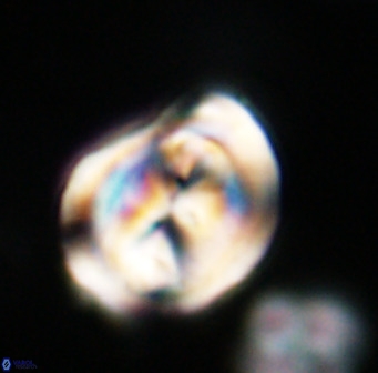 Bicolumnus scrippsae VR 33546