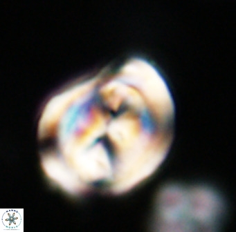 Bicolumnus scrippsae VR 33546