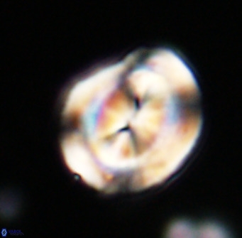 Bicolumnus scrippsae VR 33547