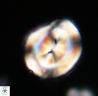 Bicolumnus scrippsae VR 33547