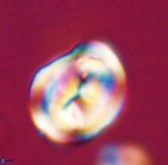 Bicolumnus scrippsae VR 33548