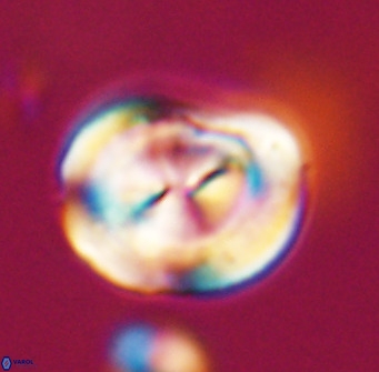 Bicolumnus scrippsae VR 33549