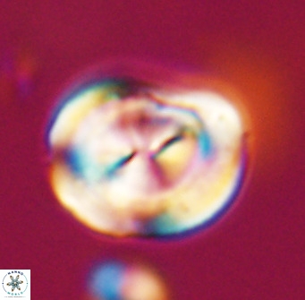 Bicolumnus scrippsae VR 33549