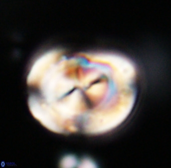 Bicolumnus scrippsae VR 33550