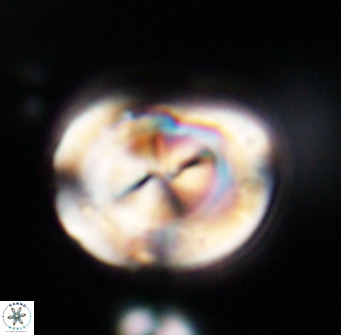 Bicolumnus scrippsae VR 33550