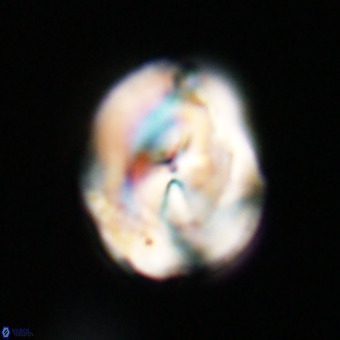 Bicolumnus scrippsae VR 33551