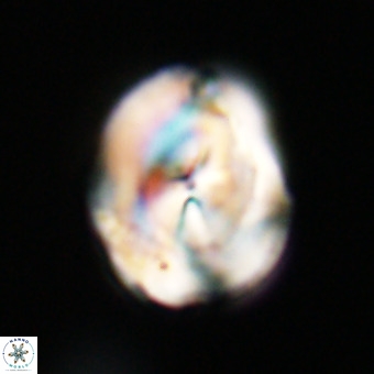 Bicolumnus scrippsae VR 33551