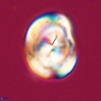 Bicolumnus scrippsae VR 33552