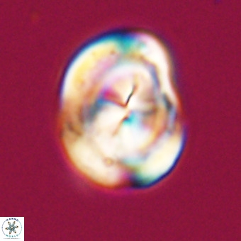 Bicolumnus scrippsae VR 33552