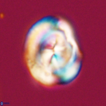 Bicolumnus scrippsae VR 33553