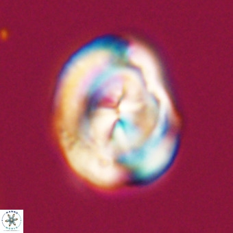 Bicolumnus scrippsae VR 33553