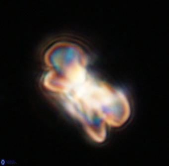 Bicolumnus scrippsae VR 33554