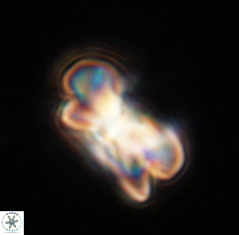 Bicolumnus scrippsae VR 33554