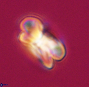 Bicolumnus scrippsae VR 33555