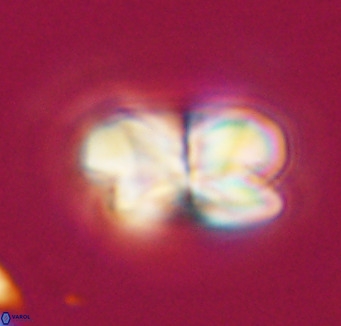 Bicolumnus scrippsae VR 33556