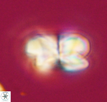 Bicolumnus scrippsae VR 33556