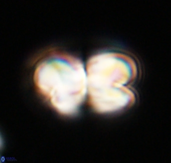 Bicolumnus scrippsae VR 33557