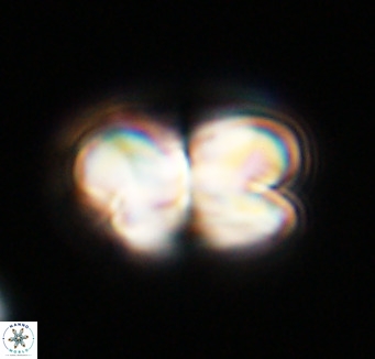 Bicolumnus scrippsae VR 33557