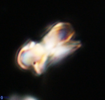 Bicolumnus scrippsae VR 33558