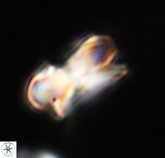 Bicolumnus scrippsae VR 33558