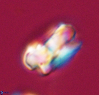Bicolumnus scrippsae VR 33559