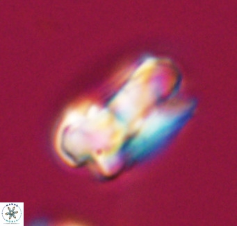 Bicolumnus scrippsae VR 33559