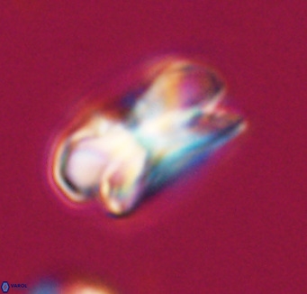 Bicolumnus scrippsae VR 33560