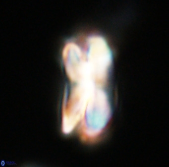Bicolumnus scrippsae VR 33524