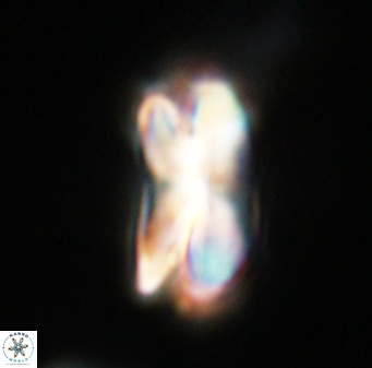 Bicolumnus scrippsae VR 33524