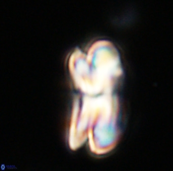 Bicolumnus scrippsae VR 33525