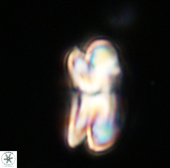 Bicolumnus scrippsae VR 33525