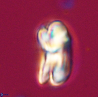 Bicolumnus scrippsae VR 33526