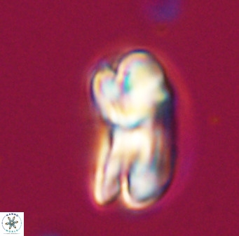 Bicolumnus scrippsae VR 33526