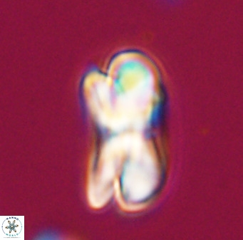 Bicolumnus scrippsae VR 33527