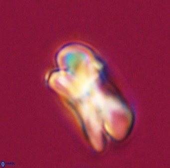 Bicolumnus scrippsae VR 33528