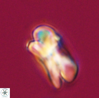 Bicolumnus scrippsae VR 33528