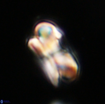 Bicolumnus scrippsae VR 33529