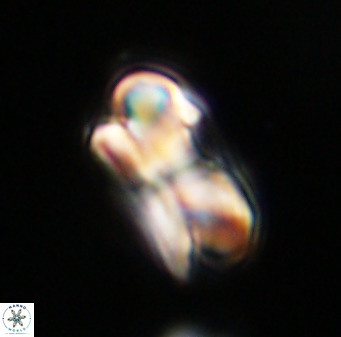 Bicolumnus scrippsae VR 33529