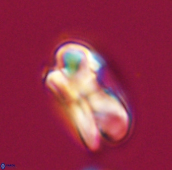Bicolumnus scrippsae VR 33530