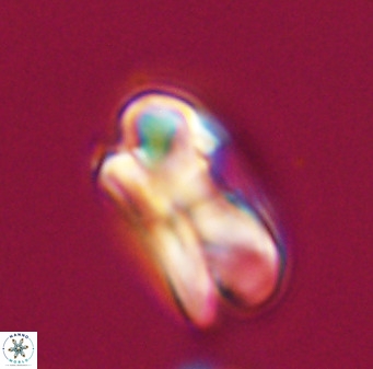 Bicolumnus scrippsae VR 33530