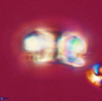Bicolumnus scrippsae VR 33531