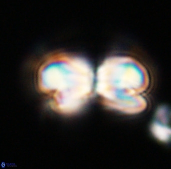 Bicolumnus scrippsae VR 33532
