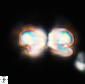 Bicolumnus scrippsae VR 33532