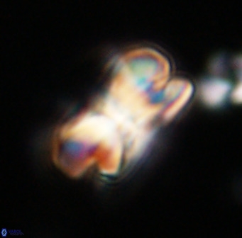 Bicolumnus scrippsae VR 33533